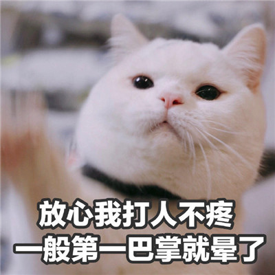 一组可爱猫咪的暴走表情包 伸手要来的安全感毫无意义