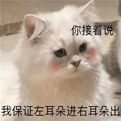 猫咪最可爱的搞笑又带有猥琐的表情包 失去一个人最快的方式就是靠得太近