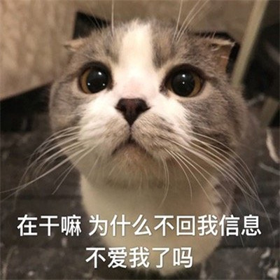 猫咪最可爱的搞笑又带有猥琐的表情包 失去一个人最快的方式就是靠得太近