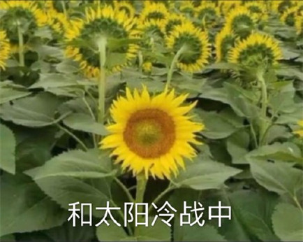 她是不是和太阳吵架了表情包 向日葵背对太阳生气表情包带字