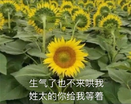 她是不是和太阳吵架了表情包 向日葵背对太阳生气表情包带字