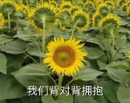 她是不是和太阳吵架了表情包 向日葵背对太阳生气表情包带字