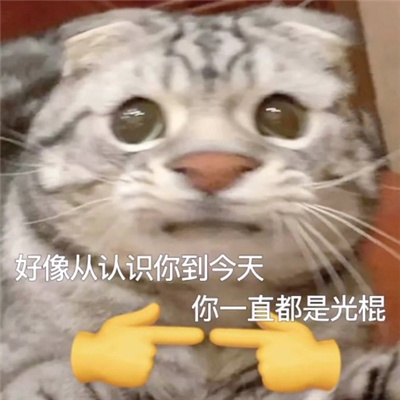 超有趣超耐用的微信表情 我蜻蜓队长提醒你禁止摸鱼