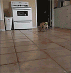 主人，泡妞走起！