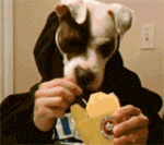 坑爹的二货主人