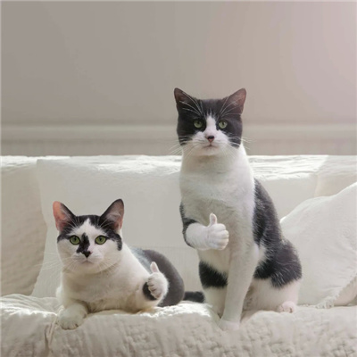 实用斗图表情好用又可爱 谢谢你让我感到那么无语