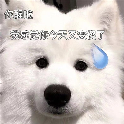 挺实用的表情可可爱爱 喜欢单身有种狗不理的感觉