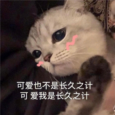 搞怪的敲可爱的萌萌猫咪表情合集 让人超级喜爱的猫咪表情大全