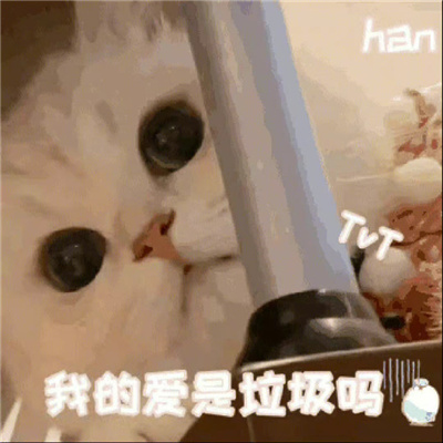 搞怪的敲可爱的萌萌猫咪表情合集 让人超级喜爱的猫咪表情大全