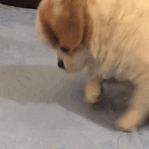 逗比趣味的gif热门表情 笑到合不拢嘴的动态表情