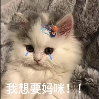 妈宝女表情最新版合集 猫咪宝贝捡破烂养你