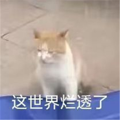 爆火的好笑表情最新合集 你吃野菜不