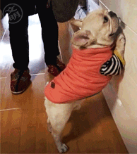 沙雕暴走的生气动态表情合集 在线暴躁gif聊天表情合集