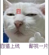 囧猫上线，鄙视一片