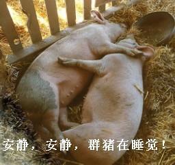 安静一点，群猪在睡觉