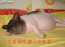 大家别吵，群猪在睡觉