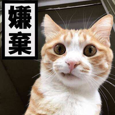 看猫咪对你一脸嫌弃的表情