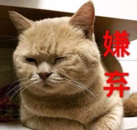 小猫对你一脸嫌弃的模样