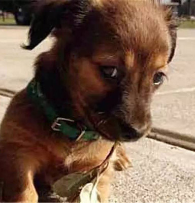 我代表狗类鄙视你