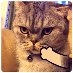 哼，真想揍你了