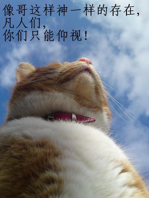 像哥神一样的存在，你们只能仰视