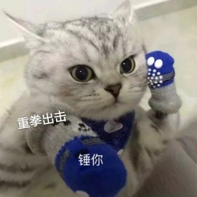 小猫重拳出击，捶你