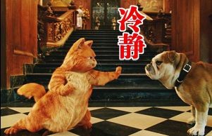 加菲猫叫狗狗冷静