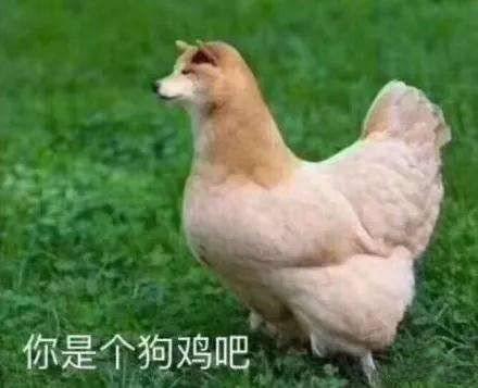 你是个狗鸡吧