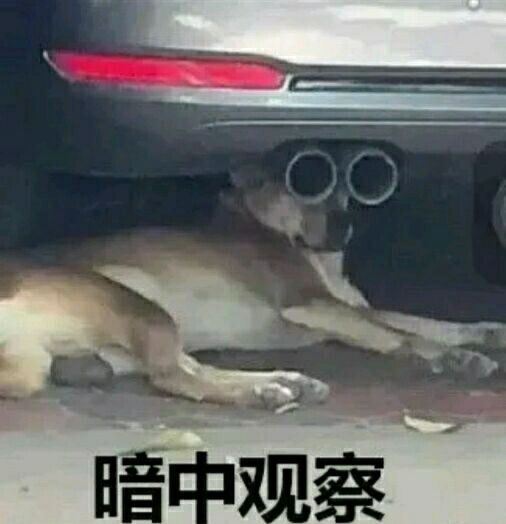 暗中观察