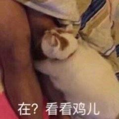 在？看看鸡儿