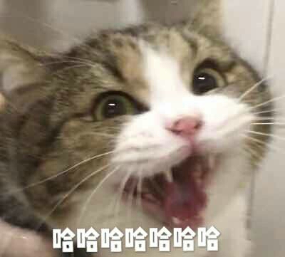 哈哈哈哈哈哈哈