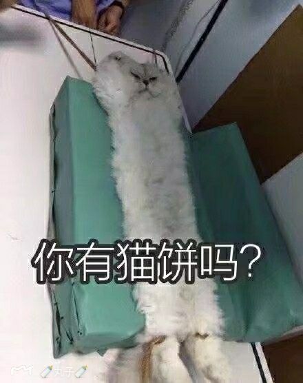 你有猫饼吗？