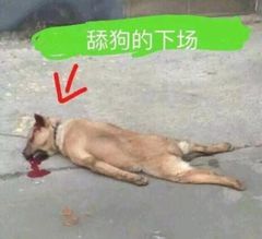舔狗的下场