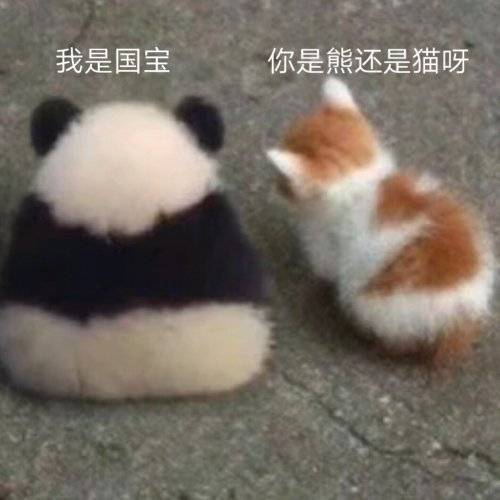 我是国宝，你是熊还是猫呀