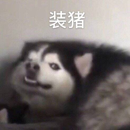 装猪