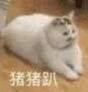 猪猪趴