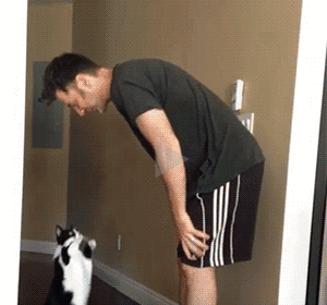 猫咪伸直前爪给主人抱抱