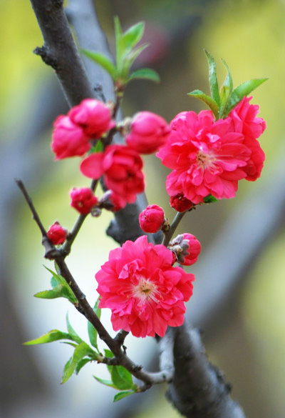 红梅花儿开，朵朵争芳斗艳