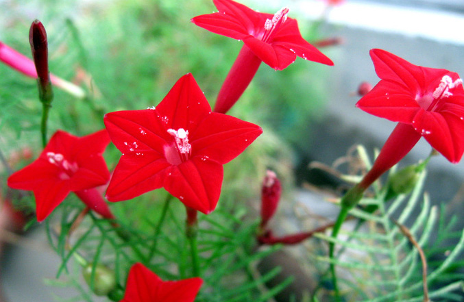 五角形的茑萝花