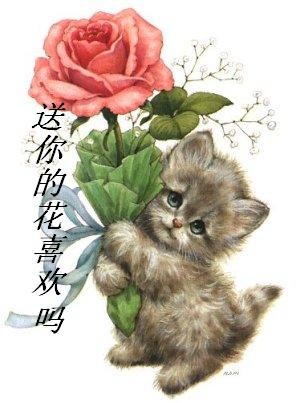 小猫送给你鲜花，喜欢吗