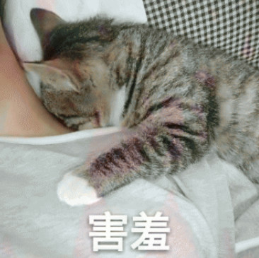 猫咪害羞的躲在主人肩上