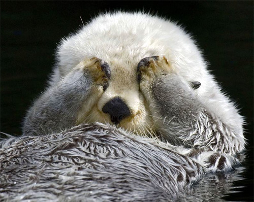 挡脸的小动物好萌