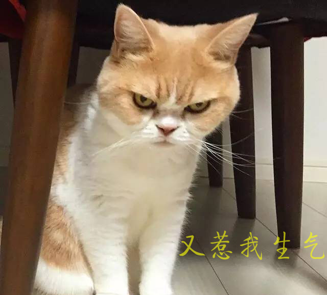 你又惹我生气，吃饱撑了你