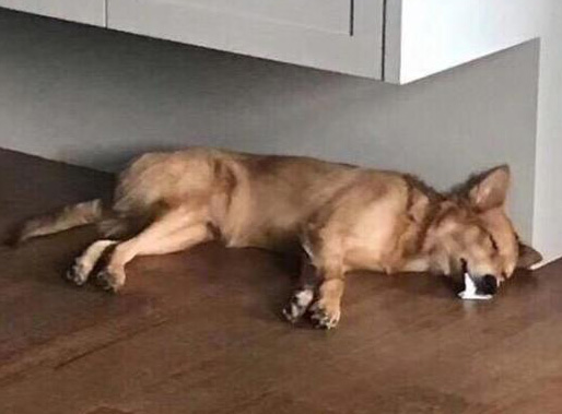 狗狗躺在地上吐泡泡