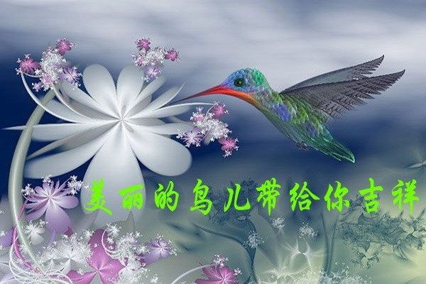 愿美丽的鸟儿带给你吉祥