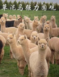 草泥马强力围观