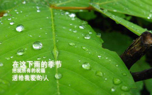 在这下雨的季节，把祝福送给我爱的人