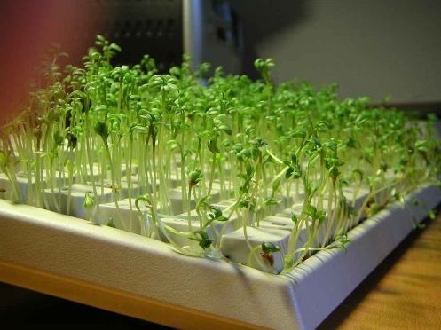 键盘上长出豆芽