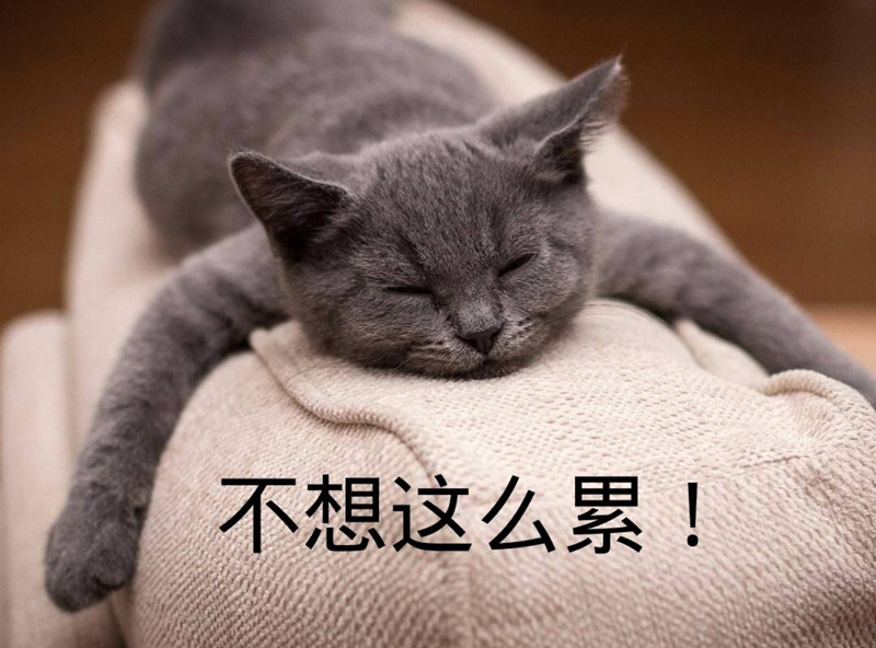 爬着睡觉的猫咪，我不想这么累