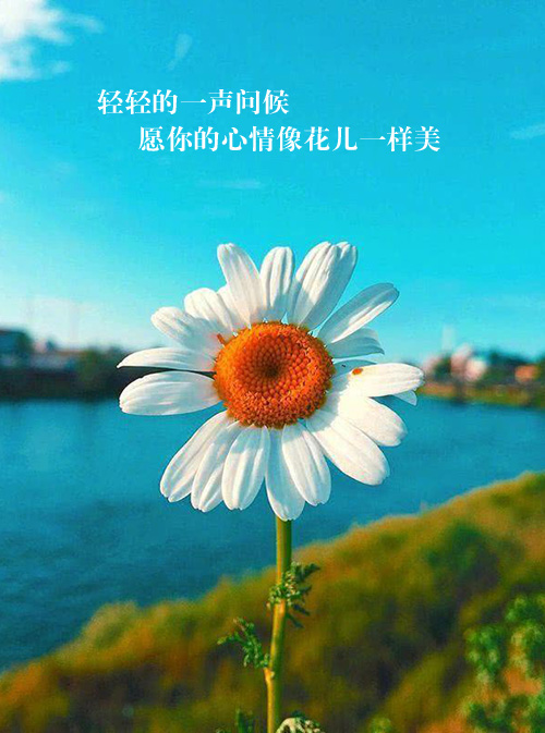 轻轻一声问候，愿你心情像花儿一样美